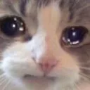 sadcat Discord Emoji