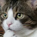 Cat Hmm cathmm Discord Emoji