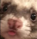 MochiBlep