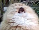 Nyaaargh Nyaaargh