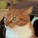 cathead
