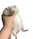 rat_shake_L