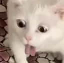 catGag