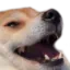 doge