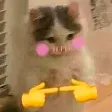 ShyCat