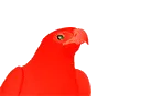 partyeagle