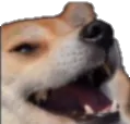 Doge Kek Discord Emoji