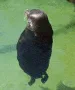 SpinningSeal