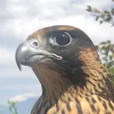 asunafalcon Discord Emoji