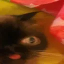 ggrreemmlliinn2