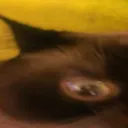 ggrreemmlliinn1