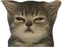 CatBruh