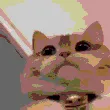 cattocompress