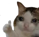 sadcat