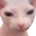 bingusHigh