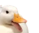 duckpog