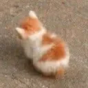 angysmolcat