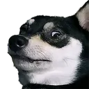 SushiStare