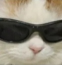 E_cat_top Discord emoji