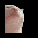 catJamLOAD Discord Emoji