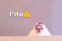 pollo