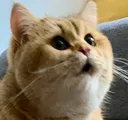 pog