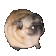 memepugPls