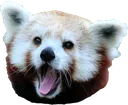 rPog rPog