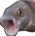 PogFish