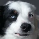 Dog_hmm