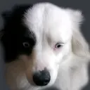 Dog_sad Dog_sad