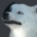 disgustdoggo
