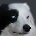 conserndoggo