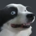 Dog_discomfort