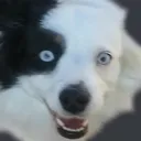 Dog_wat