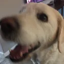 DaveHappy