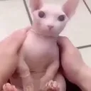 bingus bingus