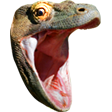 KomodoHype Discord emoji