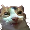 catte