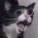 cattoscream