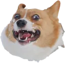 DogChamp