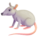 Rat