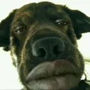 odog