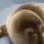 seal_cry