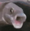 pog_fish