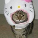 hello_kitty_cat
