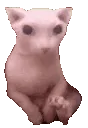 bingusvibe
