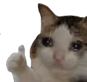 Catthumbsup catthumbsup Discord Emoji