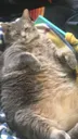 TA_FatCat Discord Emoji