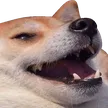 dogkek